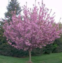 Prunus serr. 'Royal Burgundy' Prunus serr. 'Royal Burgundy'