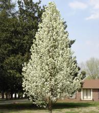 Pyrus calleryana 'Chanticleer'