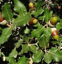 Quercus ilex