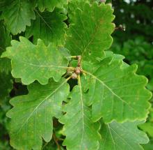Quercus petraea Quercus petraea