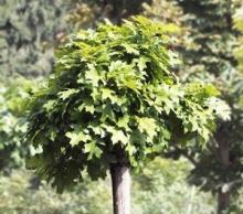Quercus pal. 'Green Dwarf' Quercus pal. 'Green Dwarf'