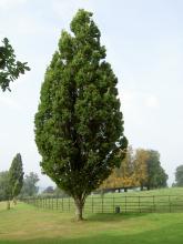 Quercus robur 'Fastigiata' Quercus robur 'Fastigiata'