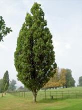 Quercus robur 'Fastigiata Koster' Quercus robur 'Fastigiata Koster'