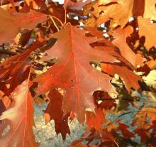 Quercus rubra Quercus rubra