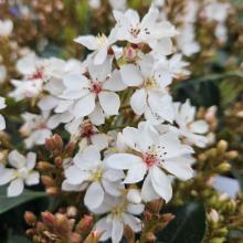 Rhaphiolepis indica 'White Cloud'