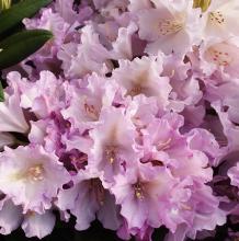 Rhododendron (Y) 'Caroline Allbrook'