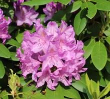 Rhododendron 'Catawb. Boursault'