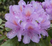 Rhododendron 'Catawb. Grandiflorum'