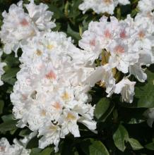 Rhododendron 'Cunningham's White'