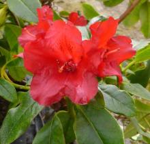 Dwergrhodo 'Baden-Baden' ® Dwergrhodo 'Baden-Baden' ®