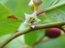 Rhamnus frangula (= Frangula alnus) Rhamnus frangula (= Frangula alnus)