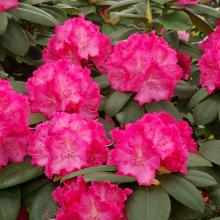 Rhododendron 'Germania'