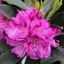 Rhododendron 'Anah Kruschke'