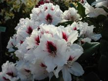 Rhododendron 'Hachmann's Picobello'®