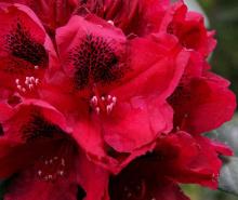 Rhododendron 'Lord Roberts'