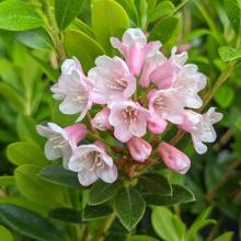 Rhododendron 'Bloombux'® lichtroze