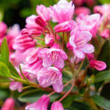 Rhododendron 'Bloombux'® magenta