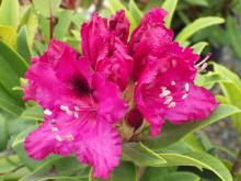 Rhododendron (C) 'Marie Fortier'