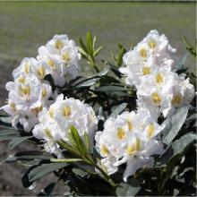 Rhododendron 'Madame Masson'