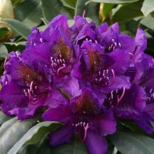 Rhododendron 'Marcel Menard'