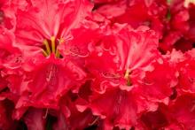 Rhododendron 'Markeeta's Price'