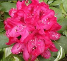 Rhododendron 'Nova Zembla'