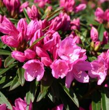 Rhododendron pont. 'Graziella'