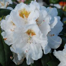 Rhododendron (Y) 'Porzellan'