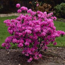 Rhododendron 'Praecox'