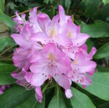 Rhododendron pont. 'Roseum'