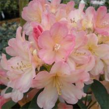 Rhododendron (Y) 'Percy Wiseman'