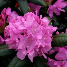 Rhododendron 'Roseum Elegans'