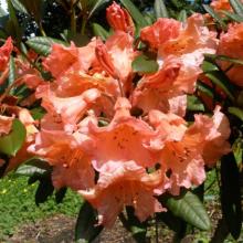 Rhododendron 'Tortoiseshell Orange'