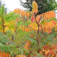 Rhus typhina Rhus typhina