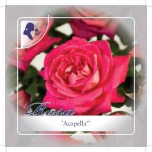 'Acapella'® Theehybrideroos