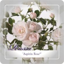 'Aspirin Rose' Trosroos 'Aspirin Rose' Trosroos