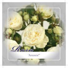'Artemis'® Trosroos
