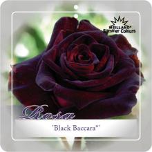 'Black Baccara'® Rozelaar Grootbloemig