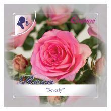 'Beverly'® Rozelaar Grootbloemig