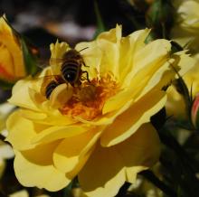 'Bijenweelde'® geel