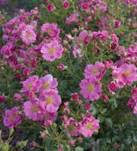 'Bijenweelde'® roze