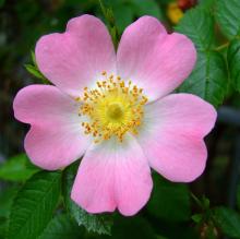 Rosa (o) canina Rosa (o) canina