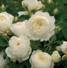 'Claire Austin' (R) Engelse trosroos