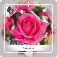 'Criterion' Rozelaar Grootbloemig 'Criterion' Rozelaar Grootbloemig