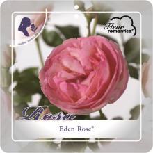 'Eden Rose'® Rozelaar Grootbloemig