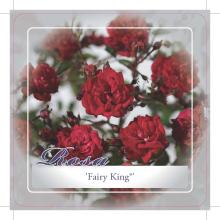 'Fairy King'® Miniatuurroos