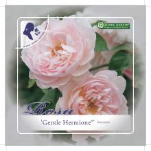'Gentle Hermione'(TM) Engelse roos Grootbloemig