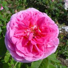 'Gertrude Jekyl'® Trosroos Grootbloemig