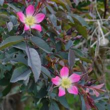 Rosa glauca (= rubrifolia)