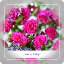 'Lovely Fairy'® Miniatuurroos